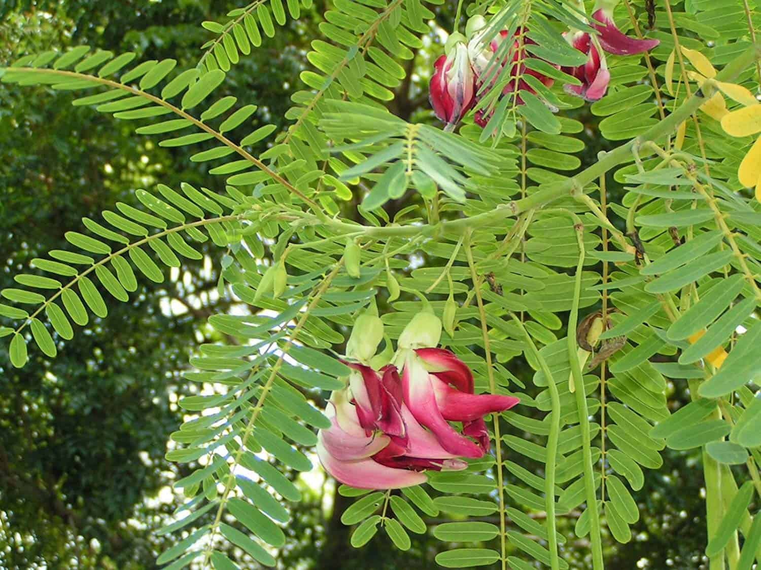Agathi (hummingbird tree) leaves and flowers on the branch